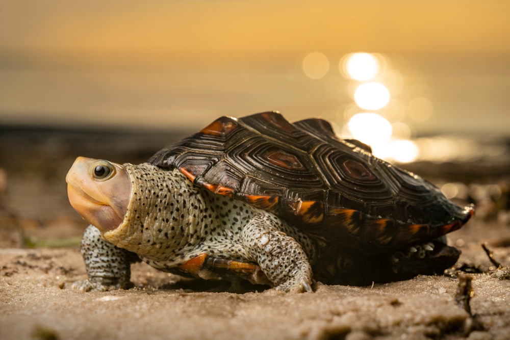 Diamondback Terrapins: Guardians of Coastal Marshes